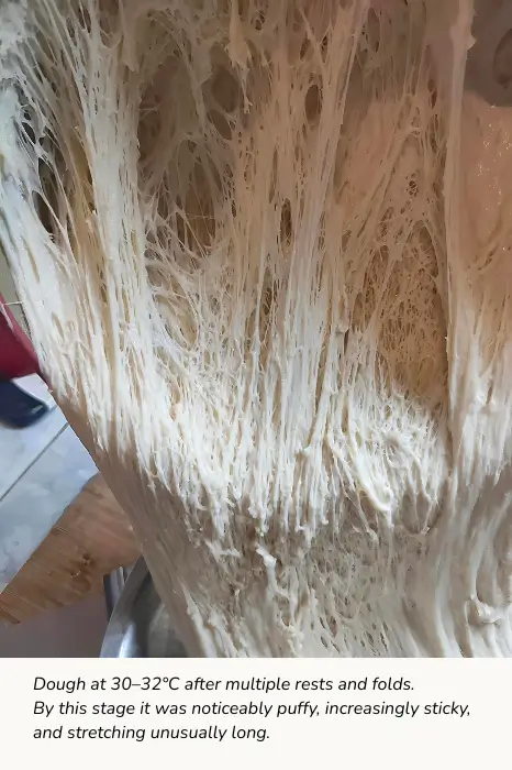 Bread dough stretching into long, web-like strands after multiple rests and folds at 30–32°C (86–90°F). The dough appears puffy, sticky, and unusually extensible.